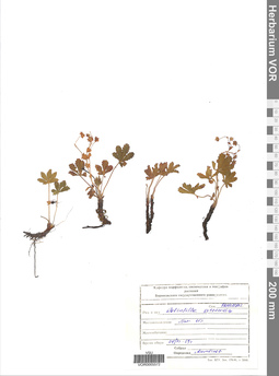 VOR 0005572
