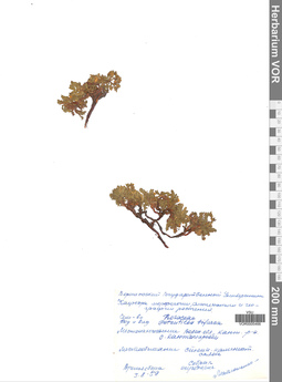 VOR 0005466