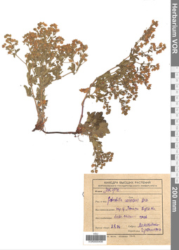 VOR 0005408
