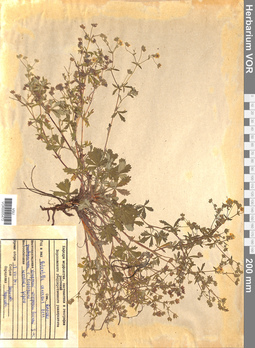 VOR 0005473