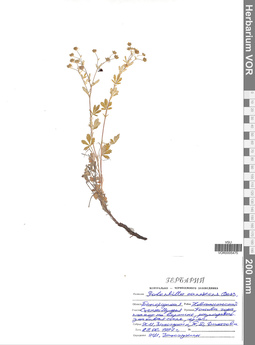 VOR 0005475