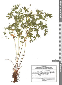 VOR 0005503