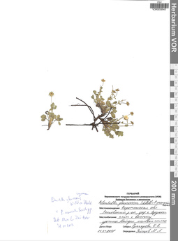 VOR 0039543