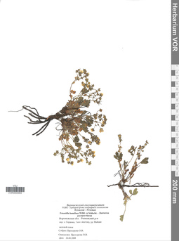 VOR 0005483