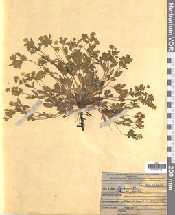 VOR 0005487