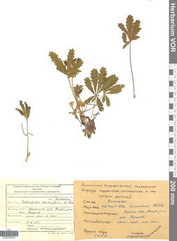 VOR 0005491