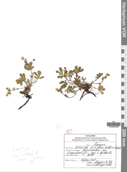 VOR 0005496
