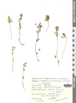 VOR 0005489