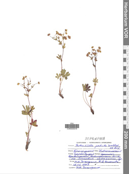 VOR 0005576