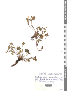 VOR 0005584
