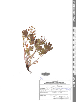 VOR 0005586