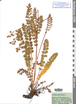 VOR 0005589
