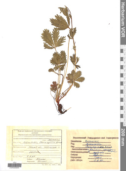 VOR 0005665