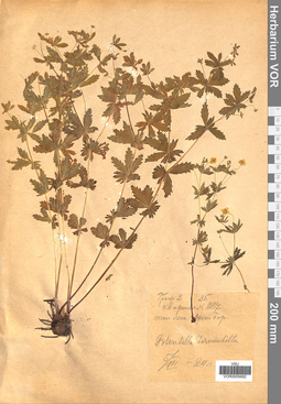 VOR 0005682
