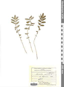 VOR 0005277