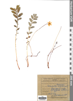 VOR 0005325