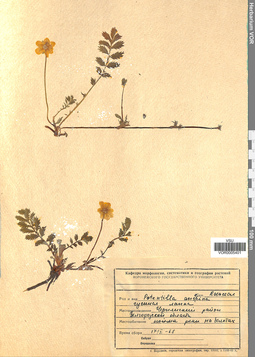 VOR 0005401