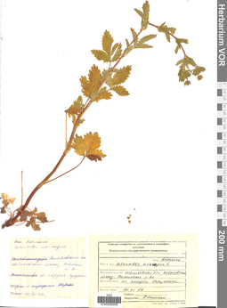 VOR 005606