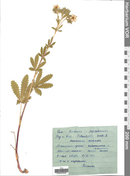 VOR 0005595