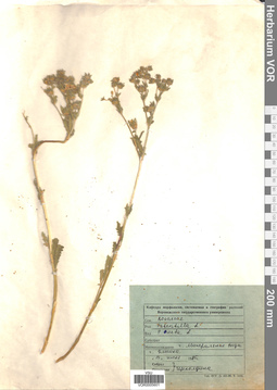 VOR 0005601