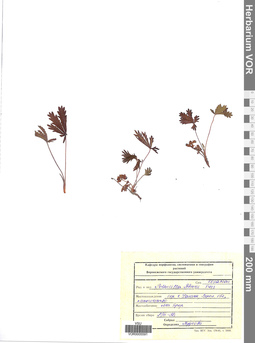 VOR 0005591