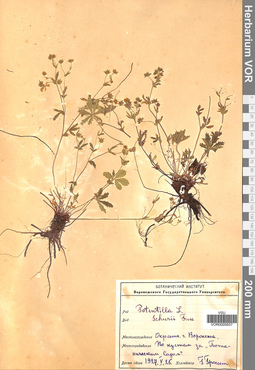 VOR 0005657