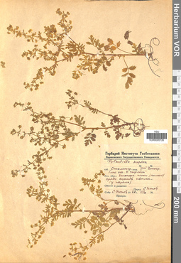 VOR 0005726