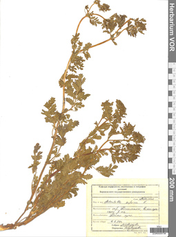 VOR 0005738