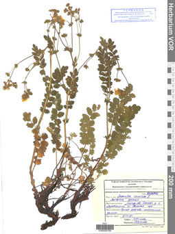 VOR 0005788