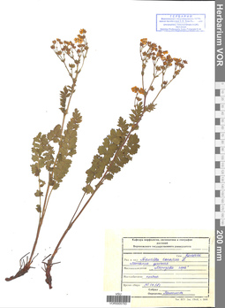 VOR 0005793