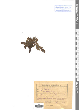 VOR 0005795
