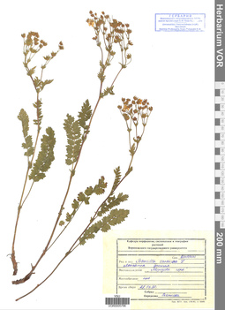 VOR 0005796