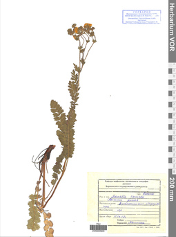 VOR 0005800