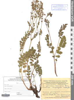 VOR 0005802