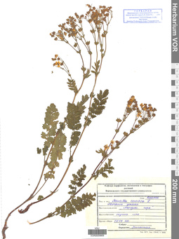VOR 0005809
