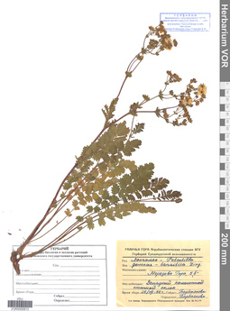 VOR 0005810