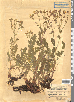 VOR 0005818