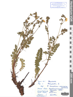 VOR 0005825