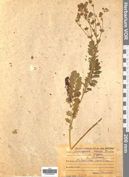 VOR 0005827