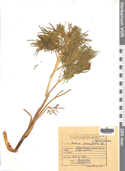 VOR 0000979