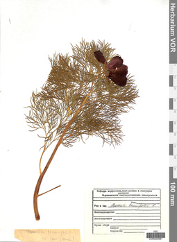 VOR 0000981