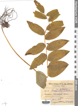 VOR 0026273