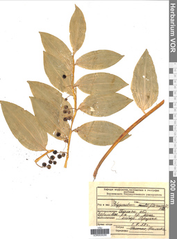 VOR 0026280