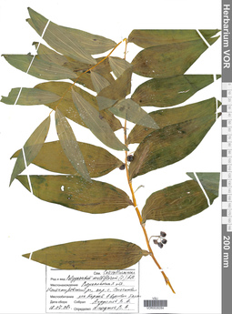 VOR 0026284