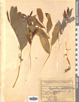 VOR 0026285