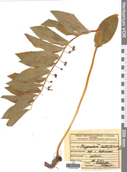 VOR 0026295