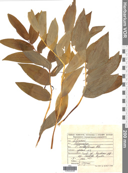 VOR 0026298