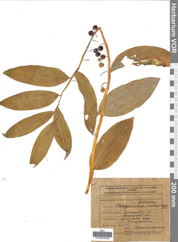 VOR 0026299