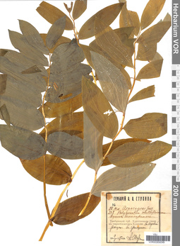VOR 0026308