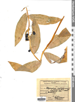 VOR 0026318
